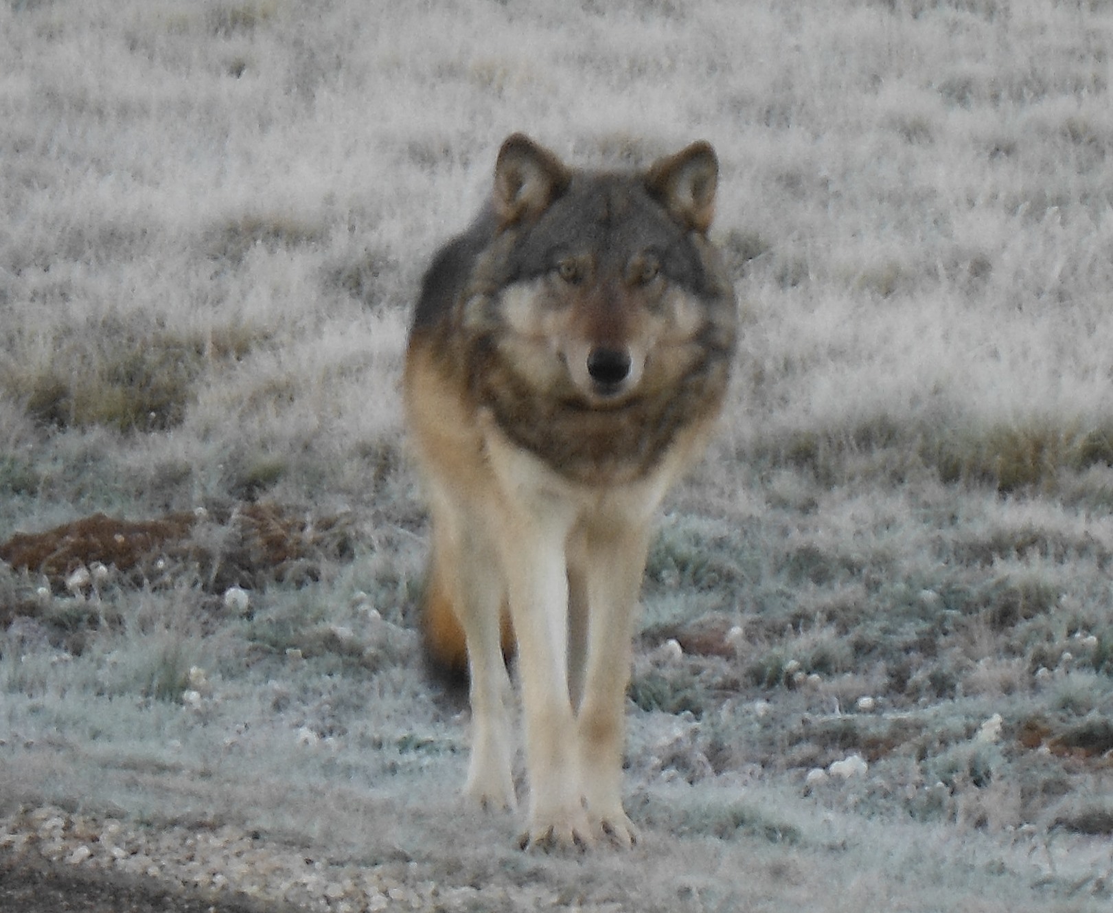 Grand Canyon Wolf